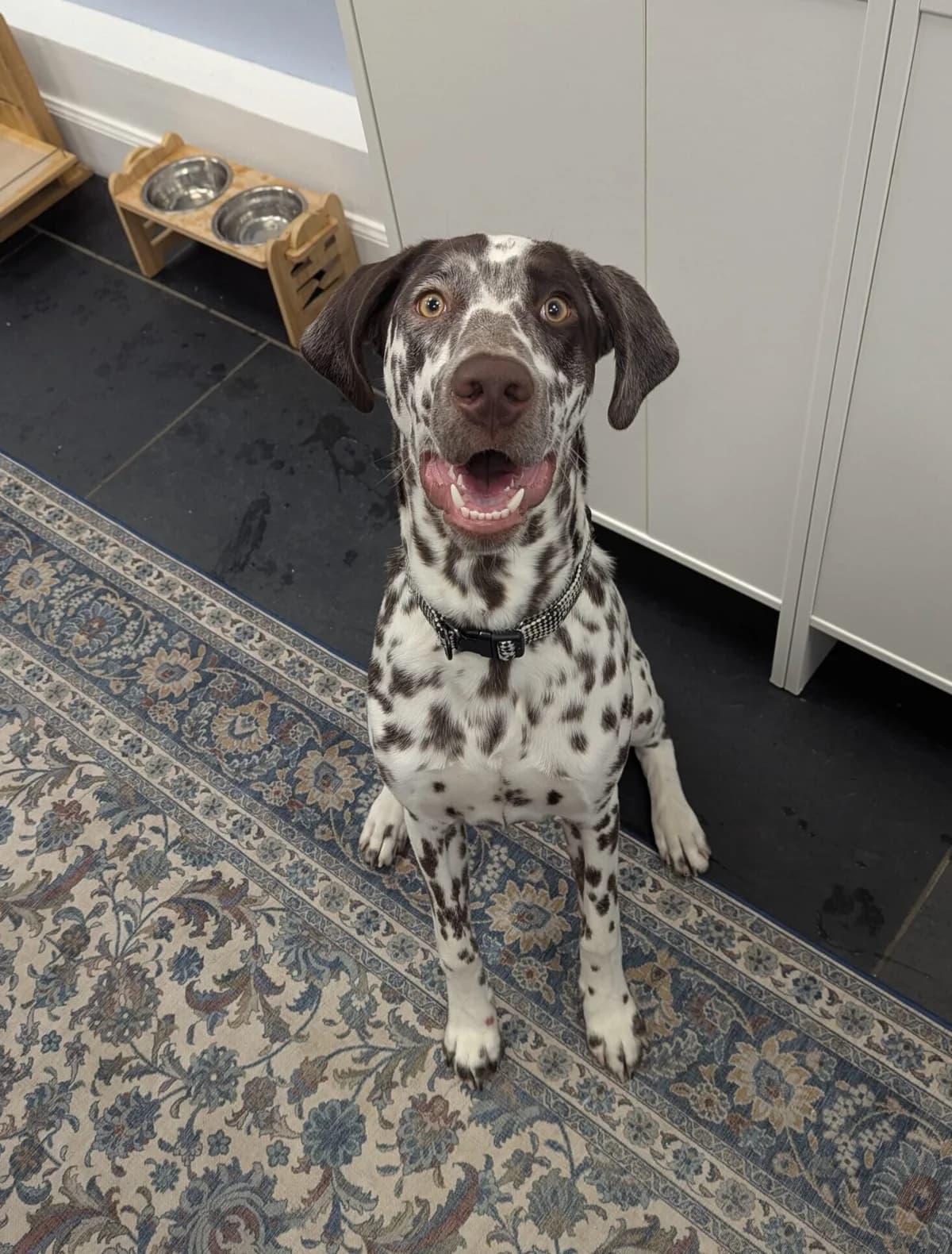 Quattro, male puppy Dalmatian for adoption at DAWGS