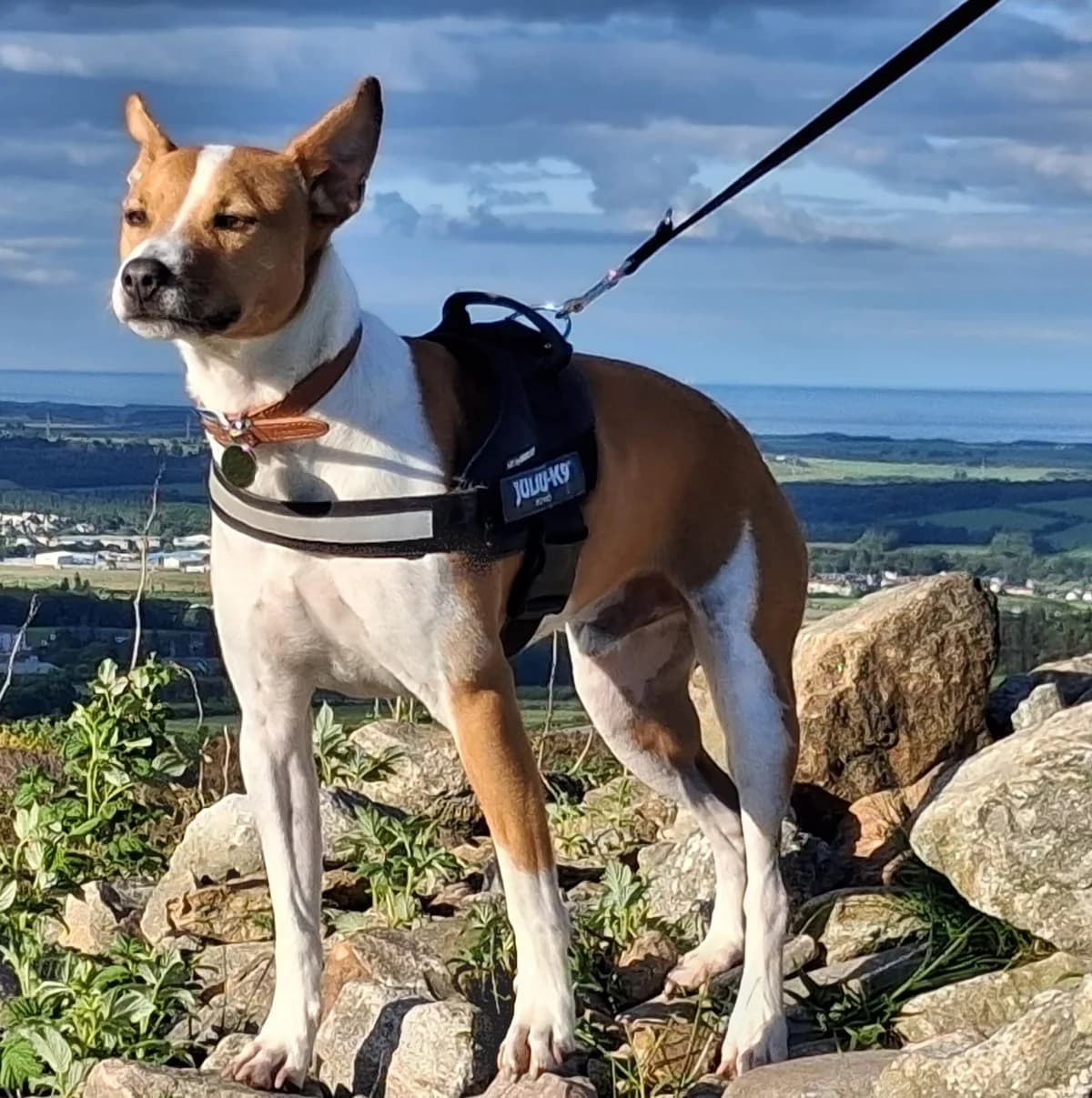 Rocky, male 6yo mixed breed for adoption at DAWGS