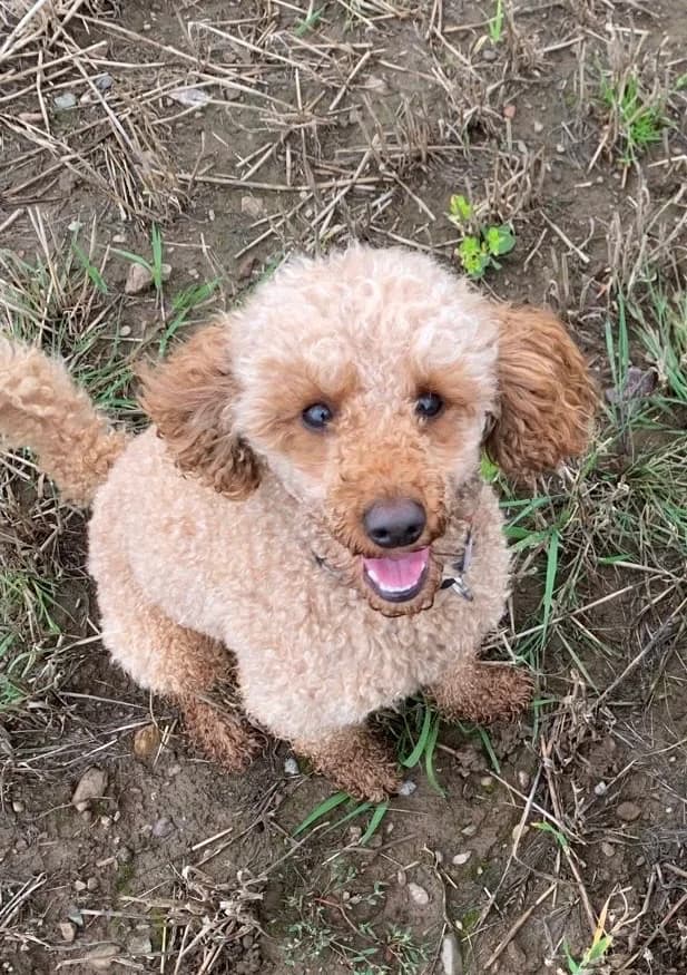 Ruadh, male 3yo Poodle for adoption at DAWGS