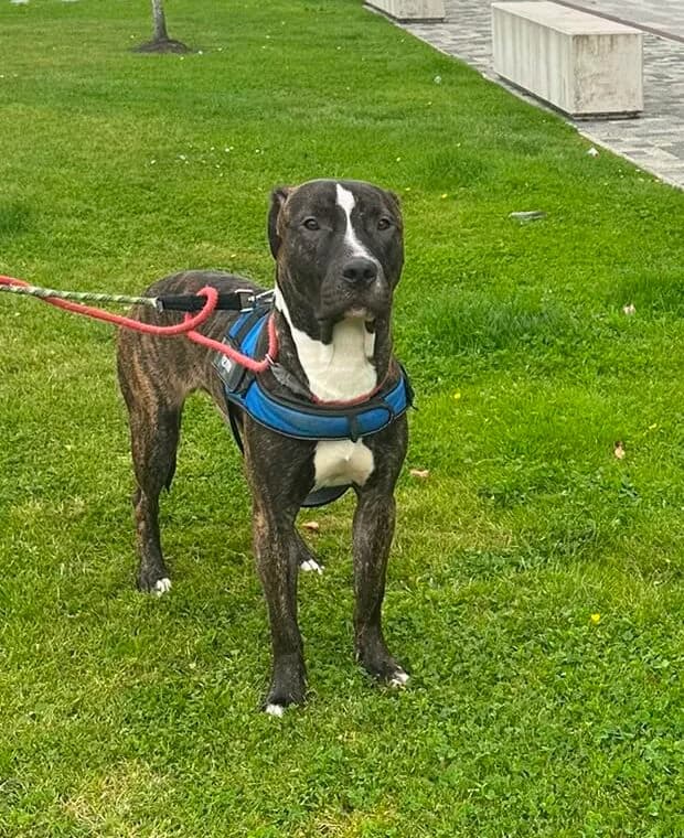 Simba, male puppy mixed breed for adoption at DAWGS