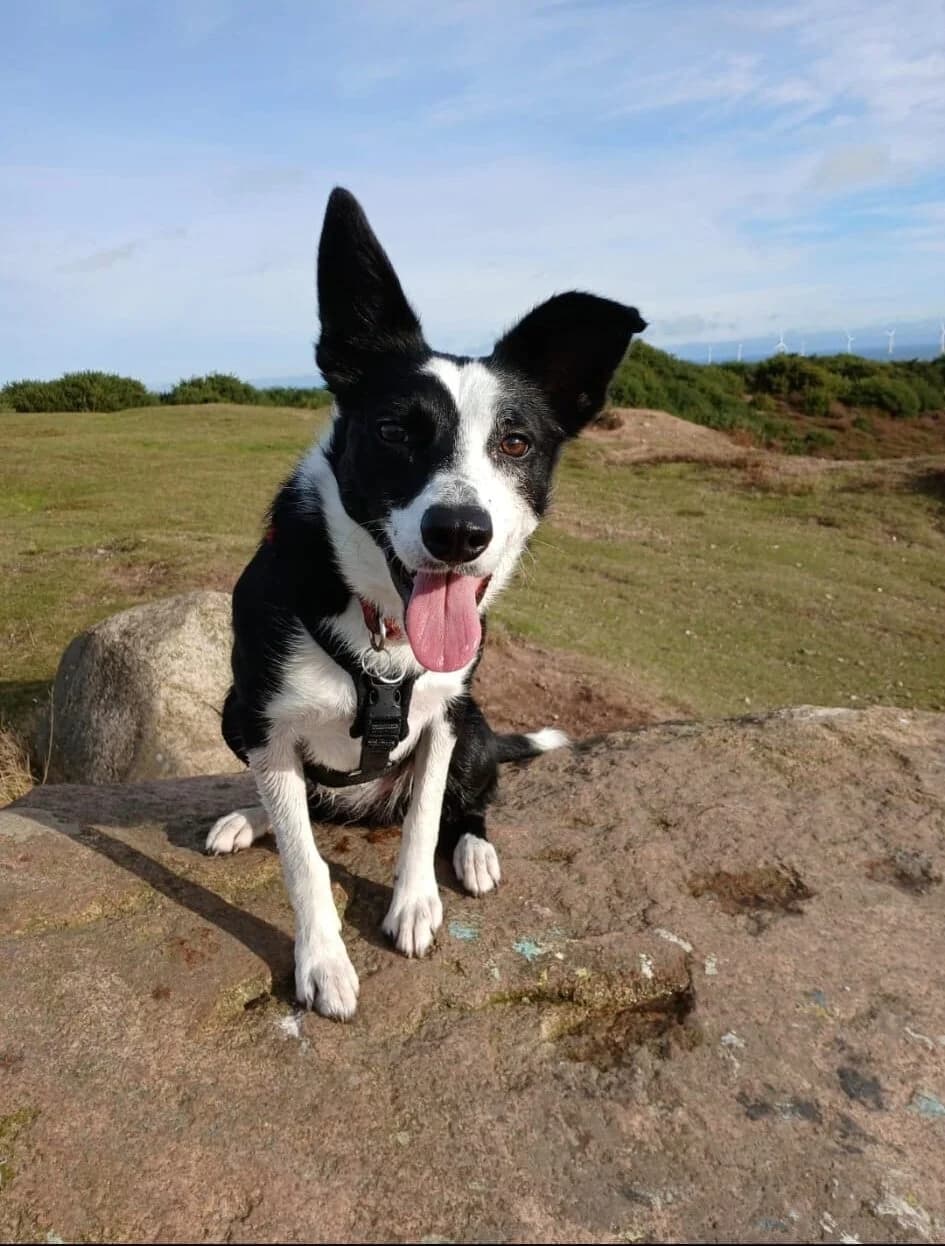 Skye, female 4yo Border Collie for adoption at DAWGS
