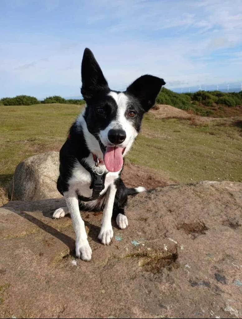 Skye, female 4yo Border Collie for adoption at DAWGS