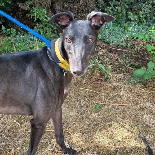 Agnes, female 4yo Greyhound for adoption at Daybreaks Trust
