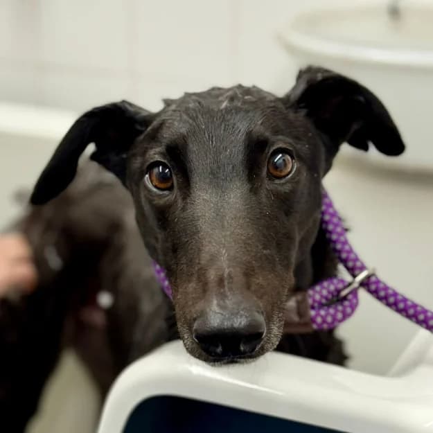 Amazing Al, male young Greyhound for adoption at Daybreaks Trust