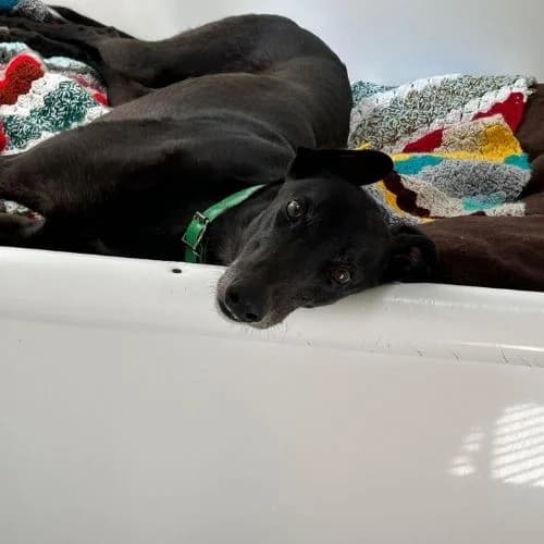 Buzz, male 5yo Greyhound for adoption at Daybreaks Trust