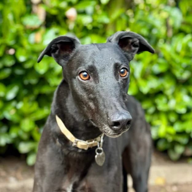 Dennis, male 4yo Greyhound for adoption at Daybreaks Trust