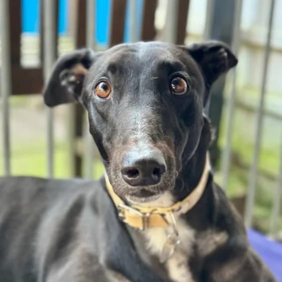 Final Blast, male 4yo Greyhound for adoption at Daybreaks Trust