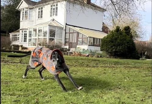 River, male senior Greyhound for adoption at Daybreaks Trust