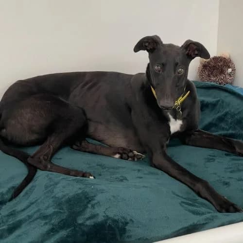 Vader, male 5yo Greyhound for adoption at Daybreaks Trust