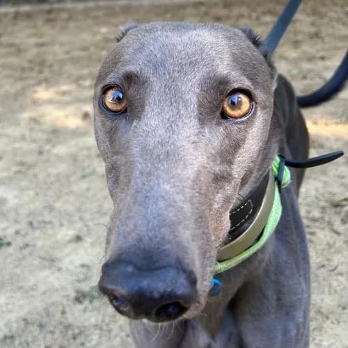 Wiljo, male 3yo Greyhound for adoption at Daybreaks Trust