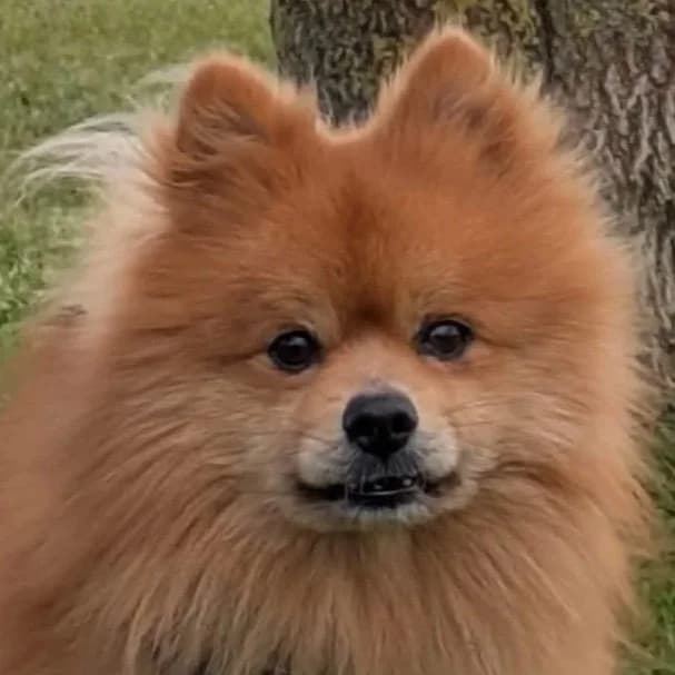 Mr B (Bruiser), senior Mixed Breed for adoption at DBARC Animal Rescue Centre