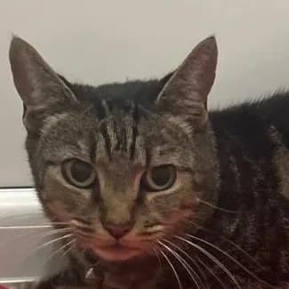 SQUEAKY, senior Mixed Breed for adoption at DBARC Animal Rescue Centre