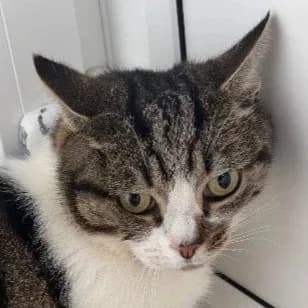 BILLY, senior Mixed Breed for adoption at DBARC Animal Rescue Centre