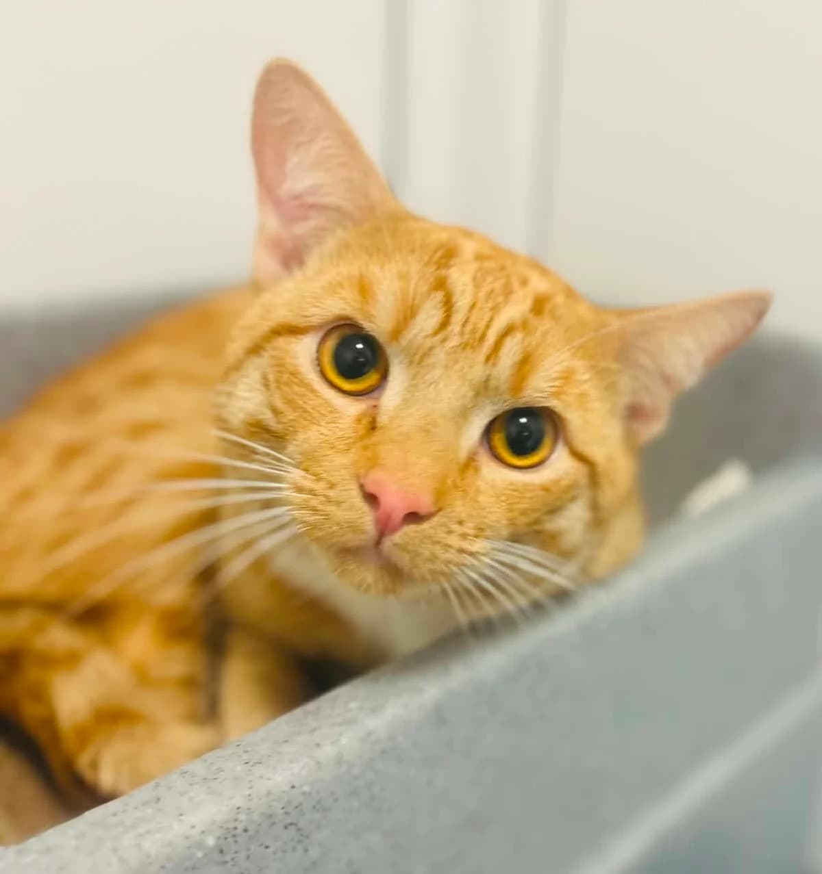TIGGER, young Mixed Breed for adoption at DBARC Animal Rescue Centre