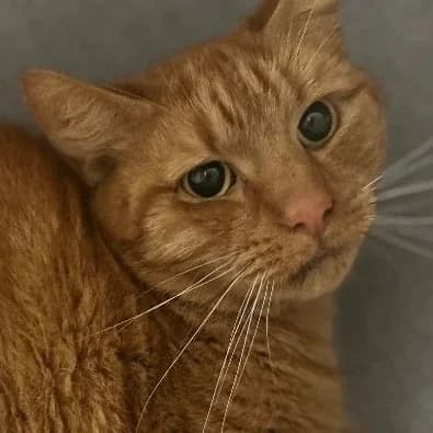 LEO, 5yo Mixed Breed for adoption at DBARC Animal Rescue Centre