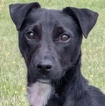 MIA, young Mixed Breed for adoption at DBARC Animal Rescue Centre