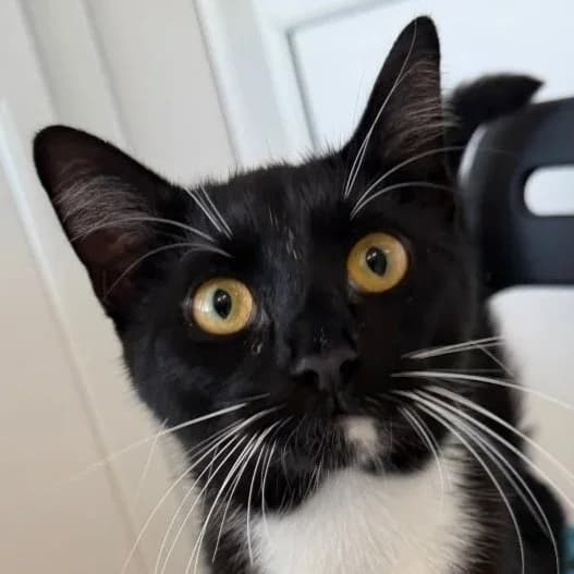 SHADOW, young Mixed Breed for adoption at DBARC Animal Rescue Centre