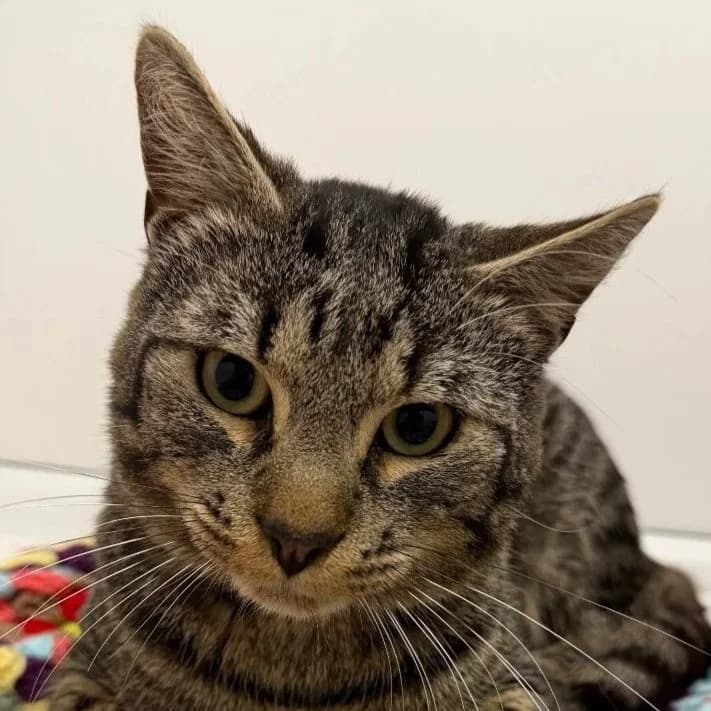 CAPTAIN MAU, 3yo Mixed Breed for adoption at DBARC Animal Rescue Centre