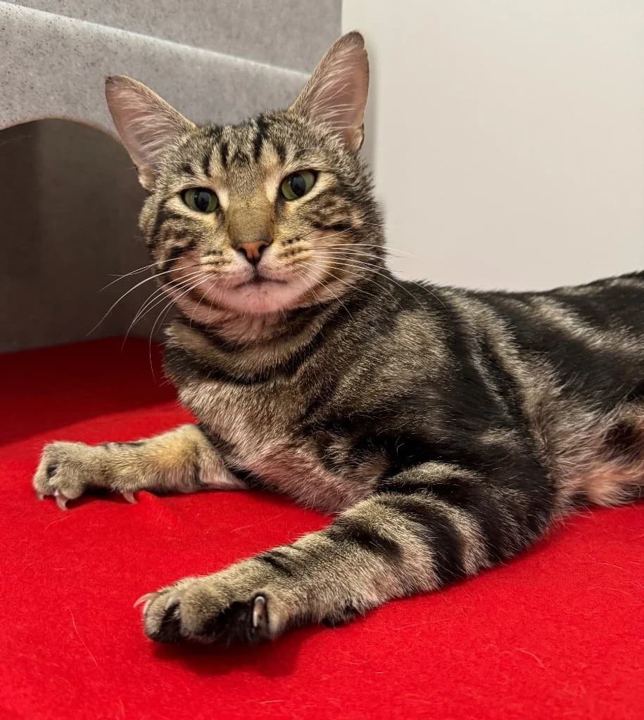 BENJAMIN, 3yo Mixed Breed for adoption at DBARC Animal Rescue Centre