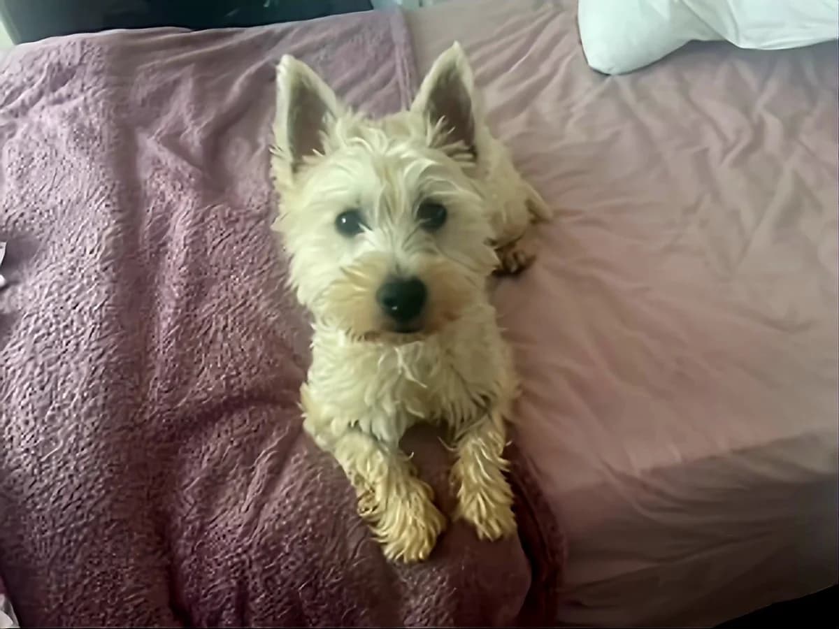 FRED, senior Mixed Breed for adoption at DBARC Animal Rescue Centre