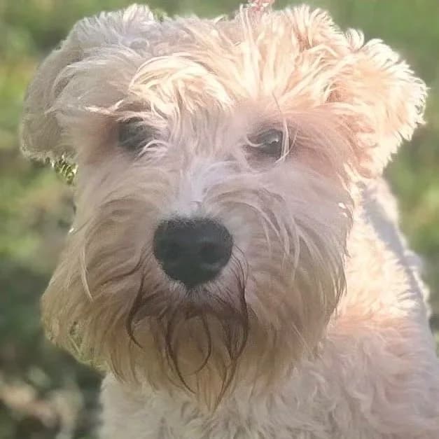 OLAF, young Mixed Breed for adoption at DBARC Animal Rescue Centre