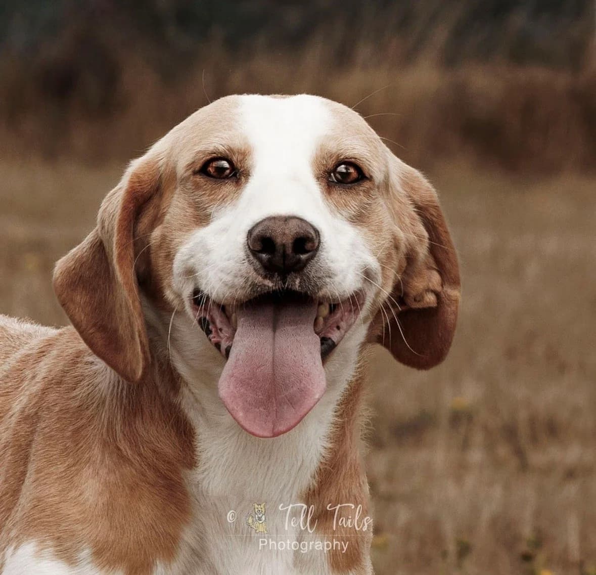 SAMMI, 4yo Mixed Breed for adoption at DBARC Animal Rescue Centre