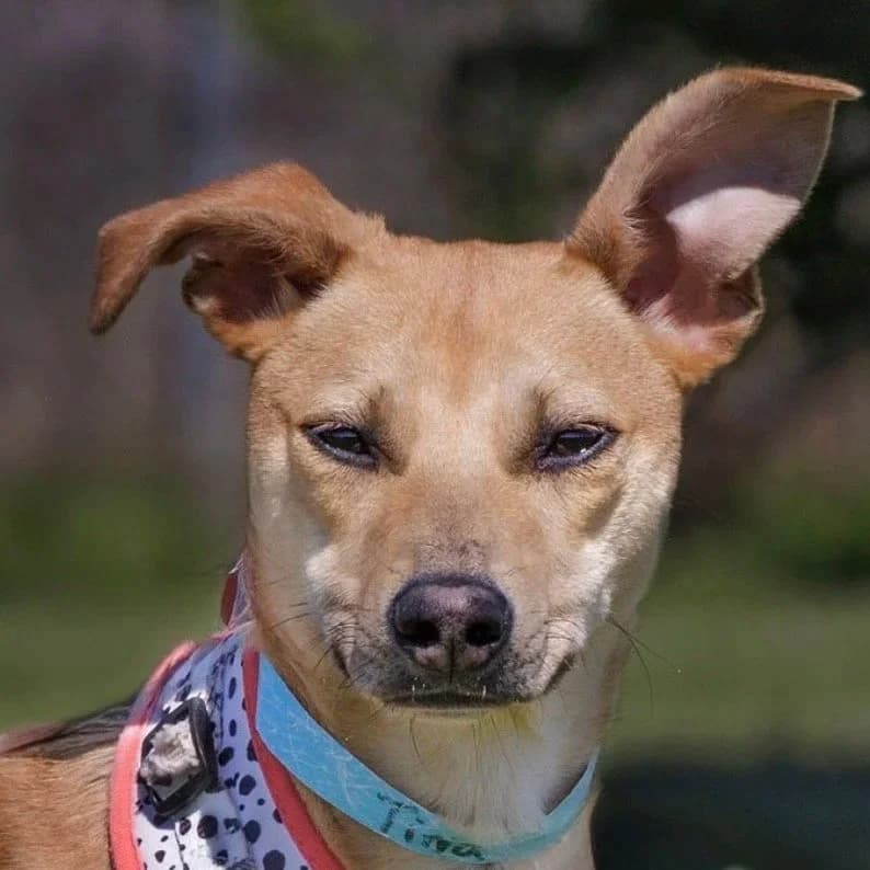 TINA, young Mixed Breed for adoption at DBARC Animal Rescue Centre