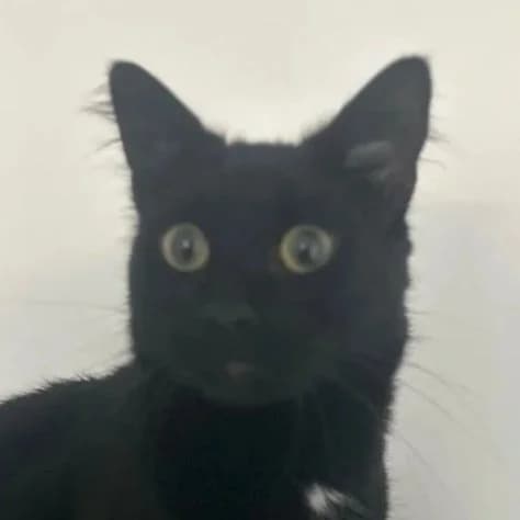 SHADOW, young Mixed Breed for adoption at DBARC Animal Rescue Centre