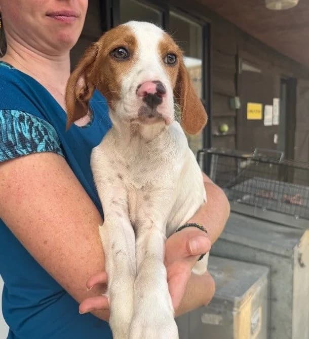 SASHA, puppy Mixed Breed for adoption at DBARC Animal Rescue Centre