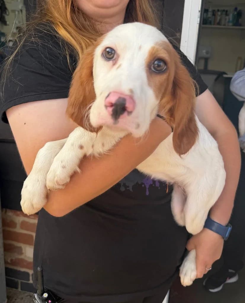 ZARA, puppy Mixed Breed for adoption at DBARC Animal Rescue Centre
