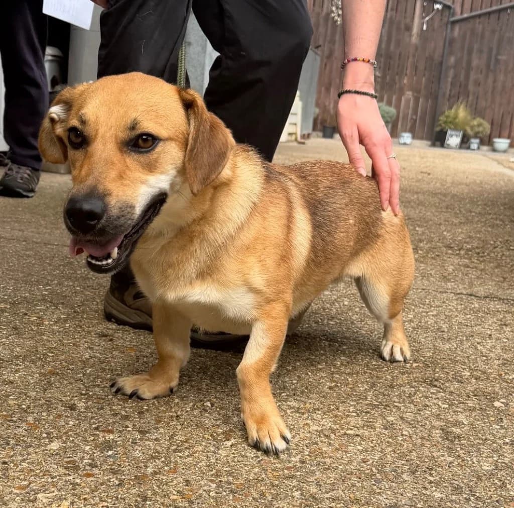 ECLIPSE, young Mixed Breed for adoption at DBARC Animal Rescue Centre
