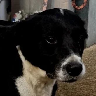 BUDDY, senior Mixed Breed for adoption at DBARC Animal Rescue Centre