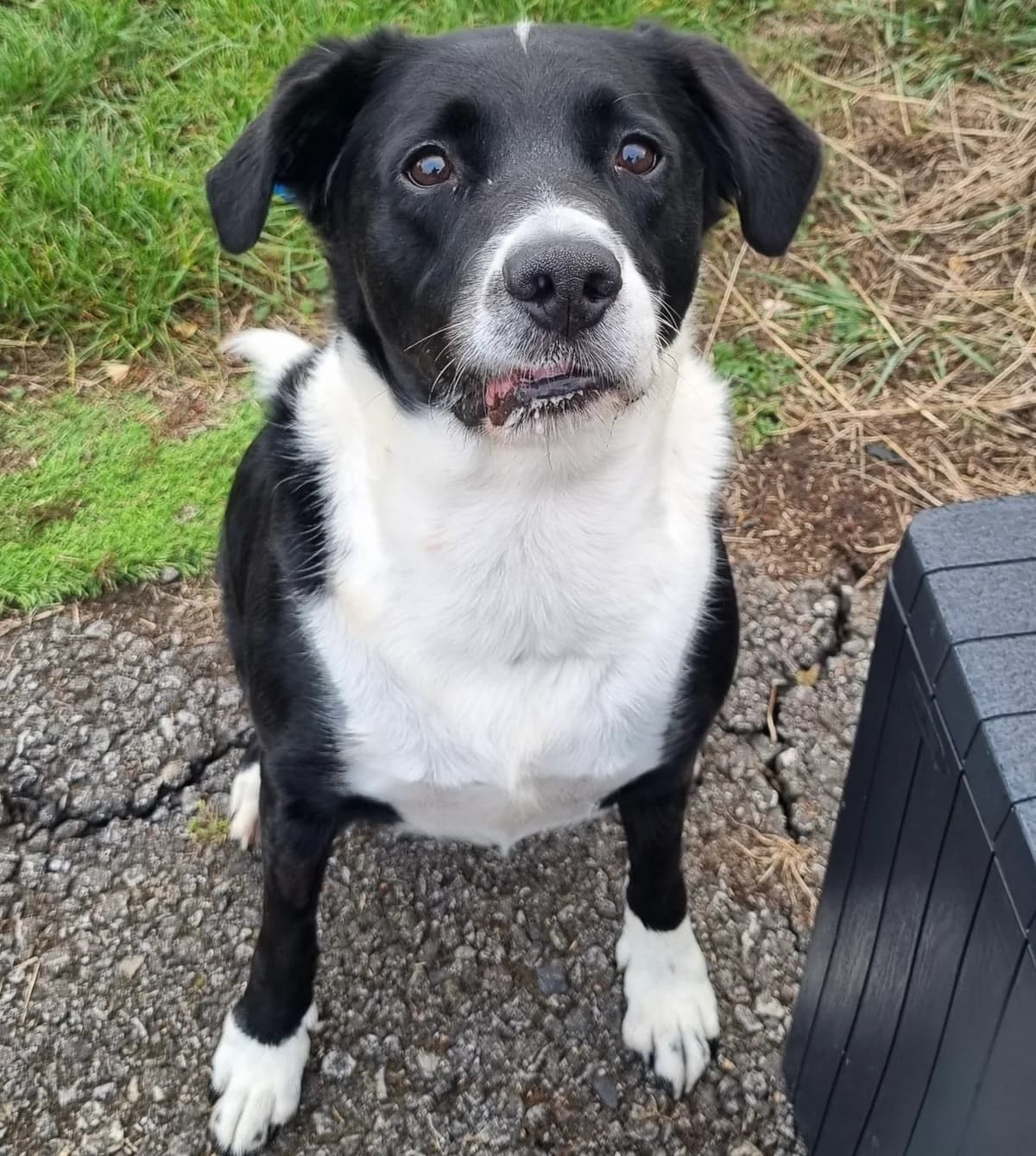 BUDDY, senior Mixed Breed for adoption at DBARC Animal Rescue Centre