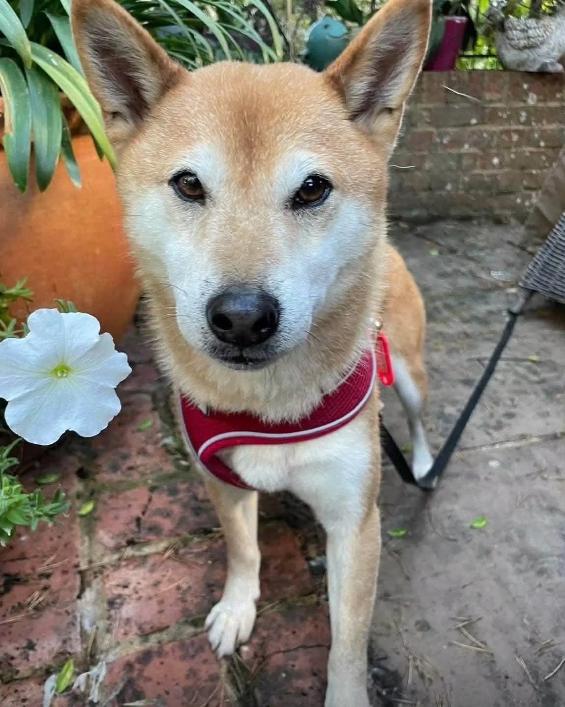 MIA, 6yo Mixed Breed for adoption at DBARC Animal Rescue Centre