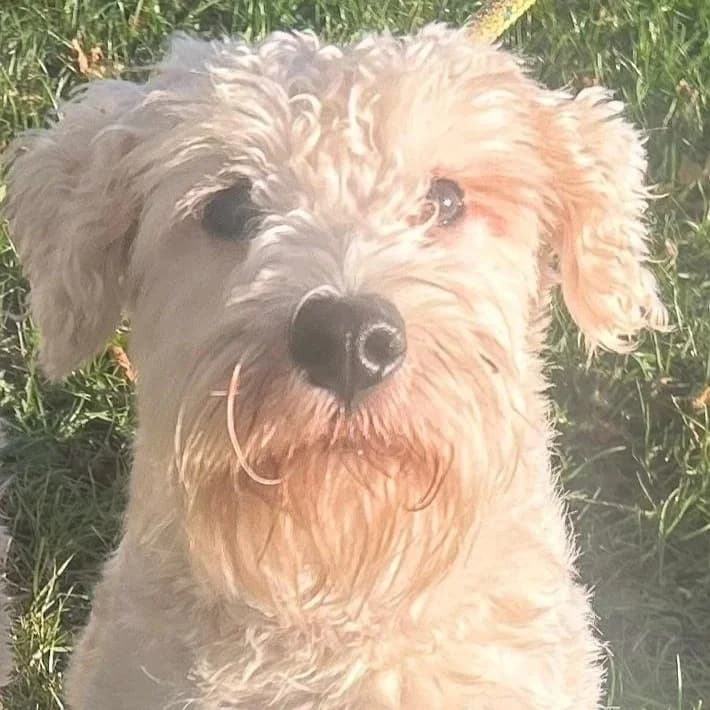 CRYSTAL, puppy Mixed Breed for adoption at DBARC Animal Rescue Centre