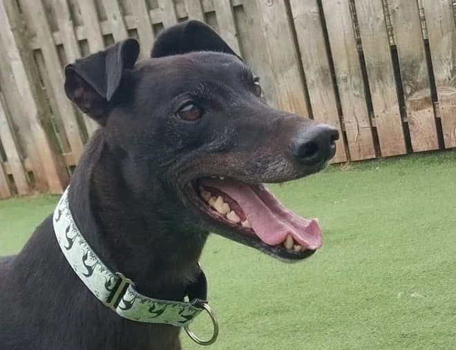 Apollo, Greyhound for adoption at Dumfriesshire & Cumbria Greyhound Rescue