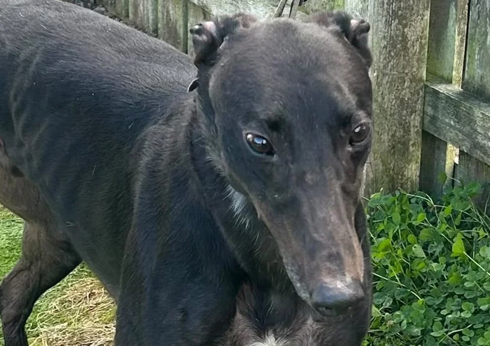 Arlo, Greyhound for adoption at Dumfriesshire & Cumbria Greyhound Rescue