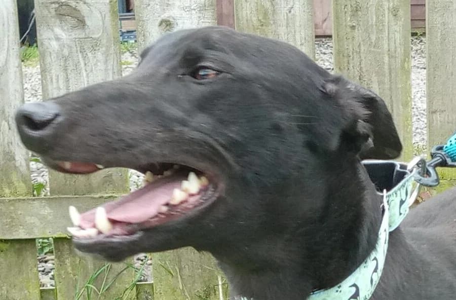 Bono, Greyhound for adoption at Dumfriesshire & Cumbria Greyhound Rescue