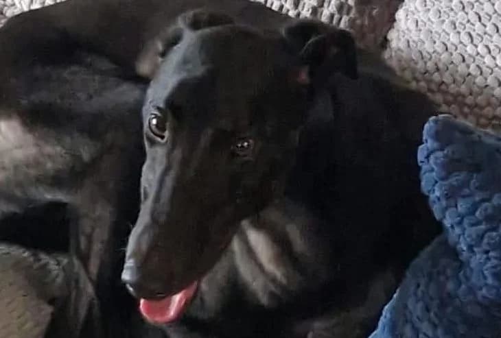 Bono, Greyhound for adoption at Dumfriesshire & Cumbria Greyhound Rescue