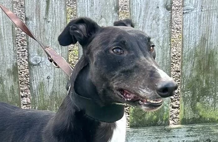 Dara, Greyhound for adoption at Dumfriesshire & Cumbria Greyhound Rescue