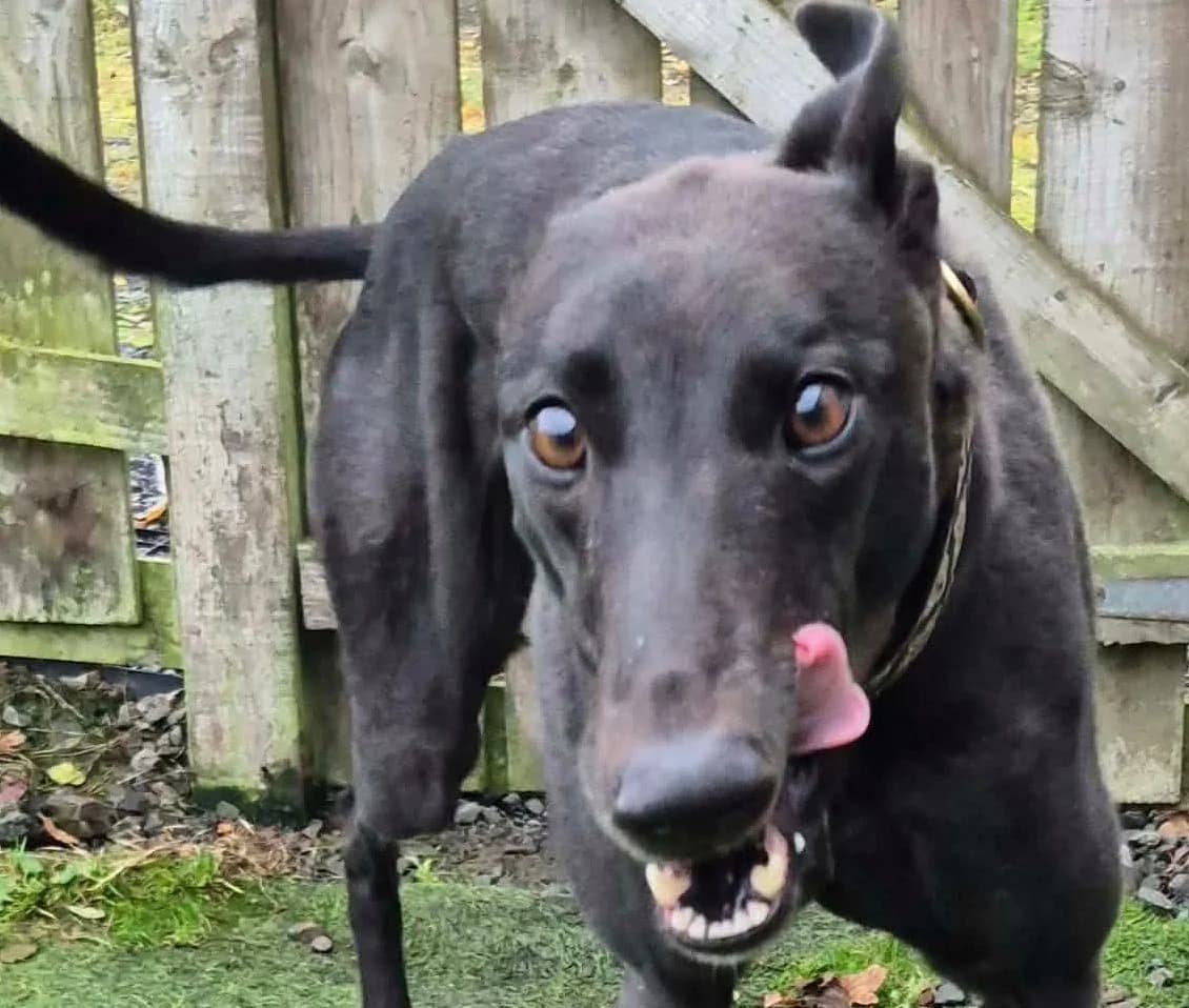 Missy, Greyhound for adoption at Dumfriesshire & Cumbria Greyhound Rescue