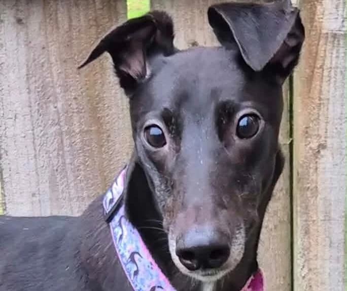 Pip, Greyhound for adoption at Dumfriesshire & Cumbria Greyhound Rescue