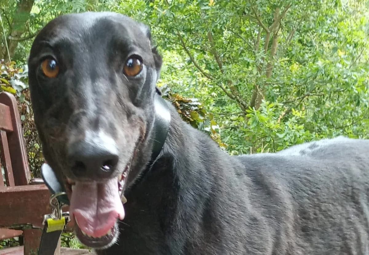 Romeo, Greyhound for adoption at Dumfriesshire & Cumbria Greyhound Rescue
