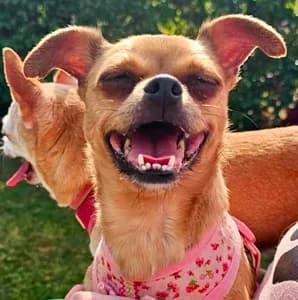 Click Here for Lulu's Page, Chihuahua for adoption at Dizzy Chihuahua Rescue, London