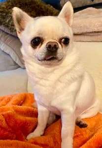 Click Here for Cosmo's Page, Chihuahua for adoption at Dizzy Chihuahua Rescue, London