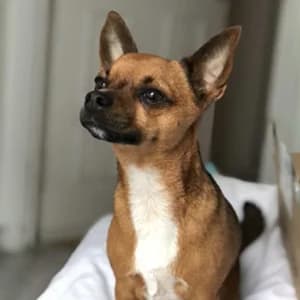 Click Here for Max's Page, Chihuahua for adoption at Dizzy Chihuahua Rescue, London