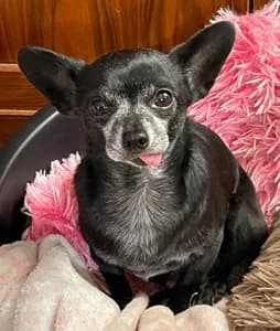 Click Here for Tiny's Page, Chihuahua for adoption at Dizzy Chihuahua Rescue, London
