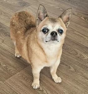Click Here for Zeus's Page, Chihuahua for adoption at Dizzy Chihuahua Rescue, London