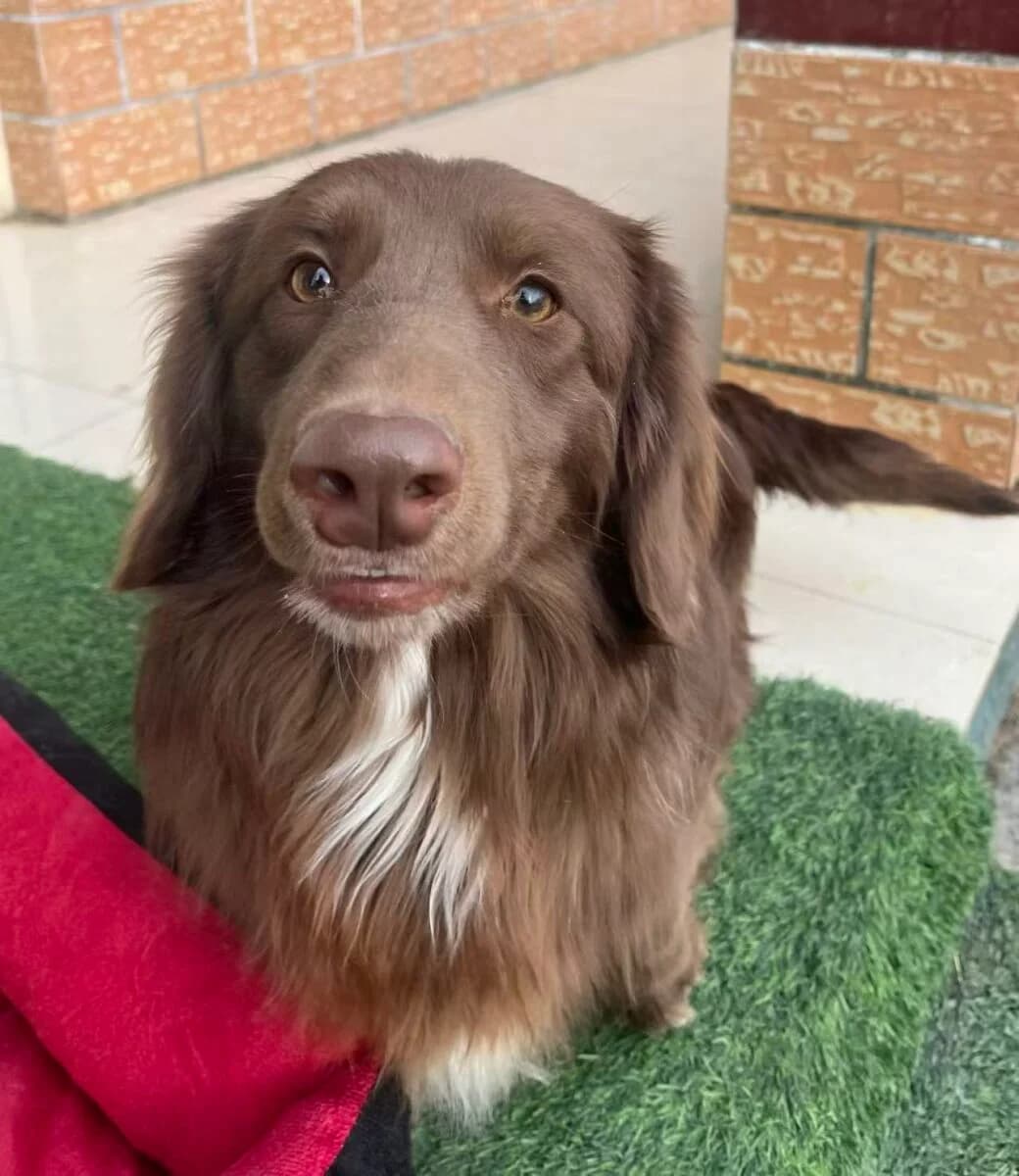Dudley, male puppy Mixed Breed for adoption at Dog Meat Trade Dachshund Rescue & Support Group
