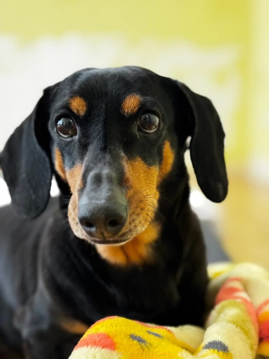 Alvie, male Mixed Breed for adoption at Dog Meat Trade Dachshund Rescue & Support Group